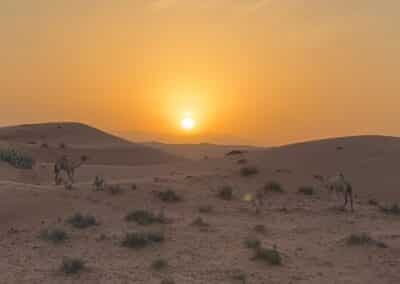 Sunrise over the Hajar mountains and camels RAK Hot Air Balloon flights